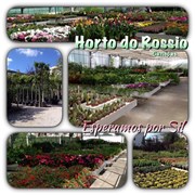 Floricultura Horto do Rossio-Plantas e Jardins
