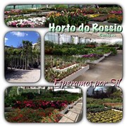 Floricultura Horto do Rossio-Plantas e Jardins