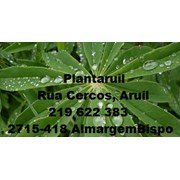 Plantaruil