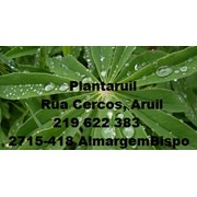 Plantaruil